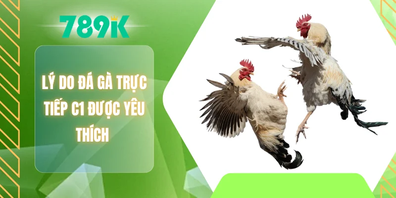 Lý do đá gà trực tiếp C1 được yêu thích